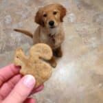 Banana dog treat in the shape of a squirrel held up to a golden retriever puppy