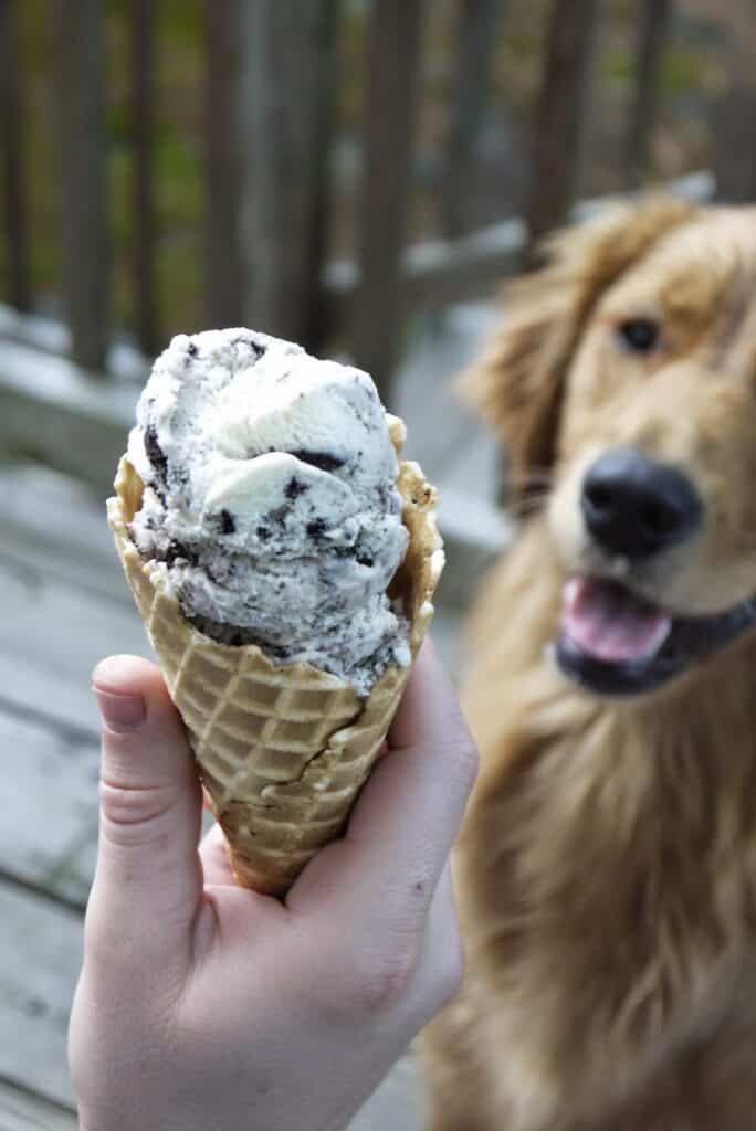 Oreo ice cream in a large waffle cone with a dog smiling in the background