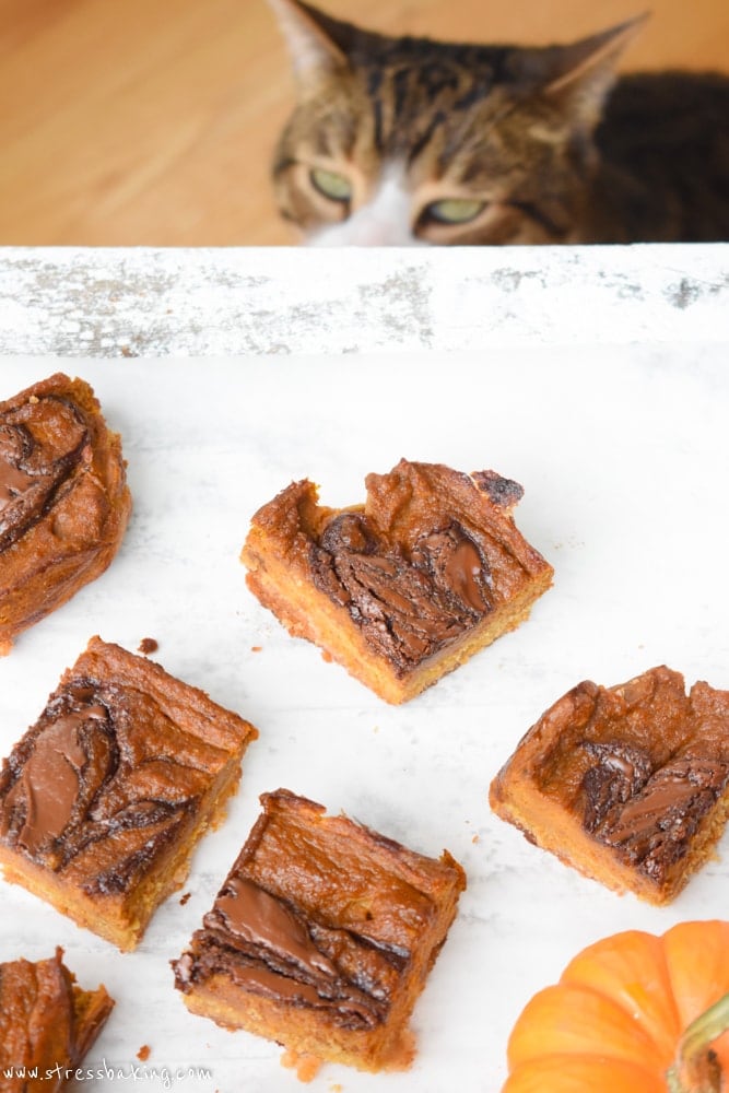 A cat eyeing a counter full of Nutella swirled pumpkin pie bars