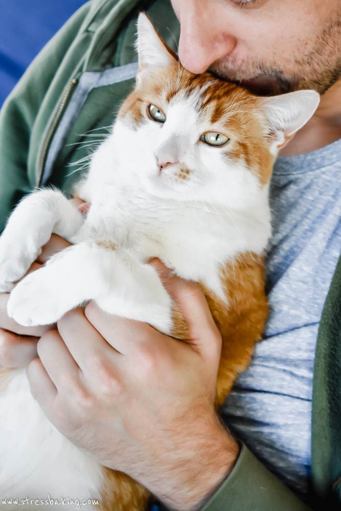 Orange and white cat