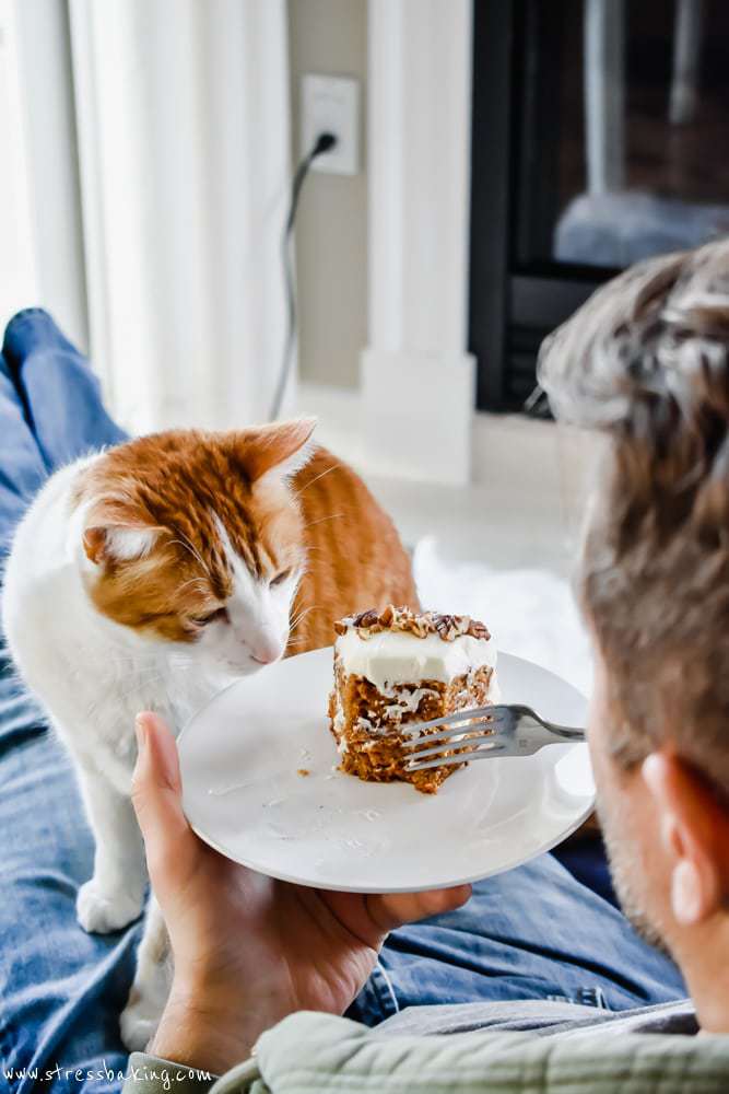Cat wants carrot cake