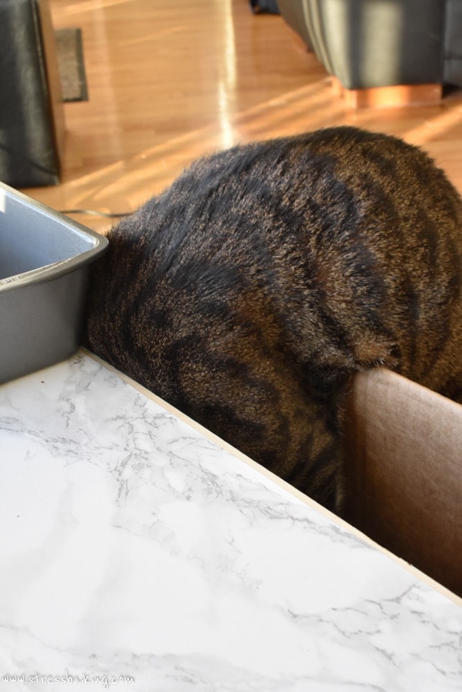 Cat climbing into a box