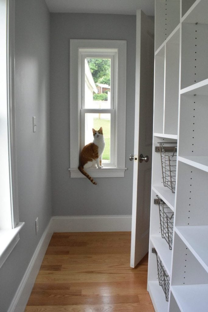 cat in pantry window